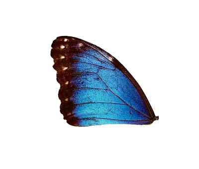 MORPHO PELEIDES FRONT WING